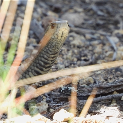 Pseudonaja textilis (Eastern Brown Snake) at Kambah, ACT - 5 Nov 2024 by LinePerrins