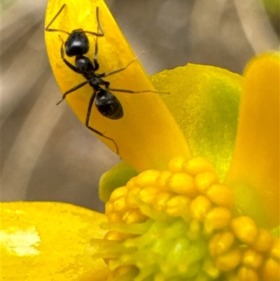 Iridomyrmex sp. (genus) (Ant) at Aranda, ACT - 4 Nov 2024 by Jubeyjubes