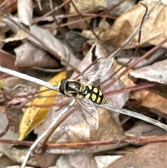 Simosyrphus grandicornis (Common hover fly) at Aranda, ACT - 4 Nov 2024 by Jubeyjubes