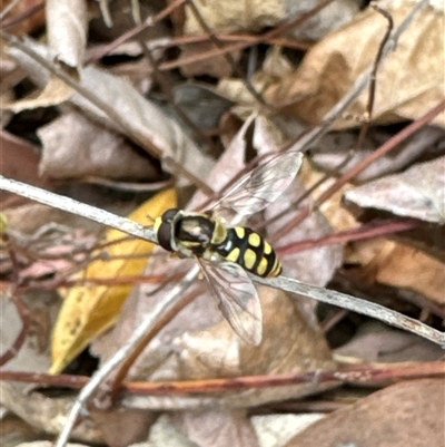 Simosyrphus grandicornis (Common hover fly) at Aranda, ACT - 4 Nov 2024 by Jubeyjubes