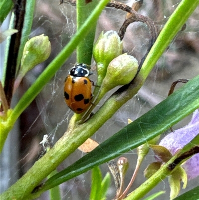 Hippodamia variegata (Spotted Amber Ladybird) at Aranda, ACT - 4 Nov 2024 by Jubeyjubes