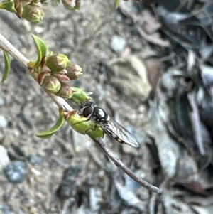 Syrphini (tribe) at Aranda, ACT - 4 Nov 2024 05:32 PM