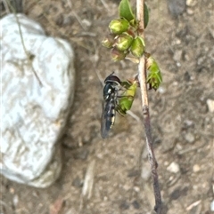 Syrphini (tribe) at Aranda, ACT - 4 Nov 2024 05:32 PM