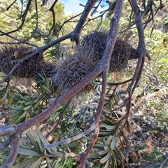 Banksia marginata (Silver Banksia) at Bakers Beach, TAS - 5 Nov 2024 by LyndalT