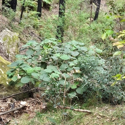 Dendrocnide excelsa (Stinging Tree) at Kangaroo Valley, NSW - 25 Oct 2024 by maureenbell