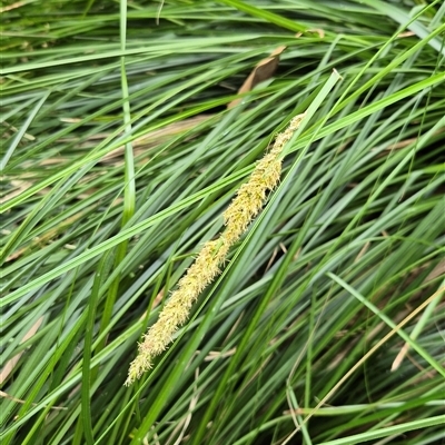 Carex appressa (Tall Sedge) at Kangaroo Valley, NSW - 25 Oct 2024 by maureenbell