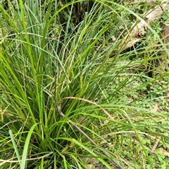 Carex longebrachiata (Bergalia Tussock) at Kangaroo Valley, NSW - 25 Oct 2024 by maureenbell