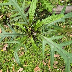 Solanum aviculare (Kangaroo Apple) at Kangaroo Valley, NSW - 25 Oct 2024 by maureenbell