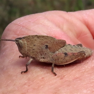 Goniaea australasiae (Gumleaf grasshopper) at Kingsdale, NSW - 24 Oct 2024 by glbn1