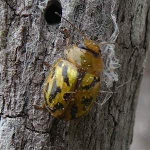 Paropsisterna obliterata at Charleys Forest, NSW - suppressed