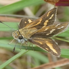 Taractrocera papyria (White-banded Grass-dart) at Charleys Forest, NSW - 5 Nov 2024 by arjay