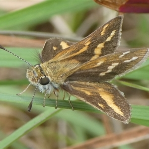 Taractrocera papyria at Charleys Forest, NSW - suppressed