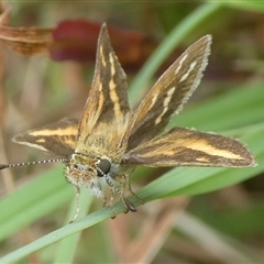 Taractrocera papyria at Charleys Forest, NSW - suppressed