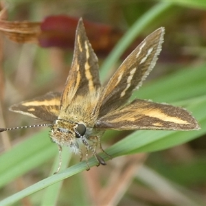 Taractrocera papyria at Charleys Forest, NSW - suppressed