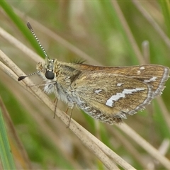 Taractrocera papyria at Charleys Forest, NSW - suppressed