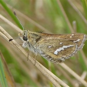 Taractrocera papyria at Charleys Forest, NSW - suppressed