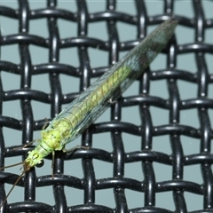 Plesiochrysa ramburi at Higgins, ACT - 6 Sep 2024 by AlisonMilton