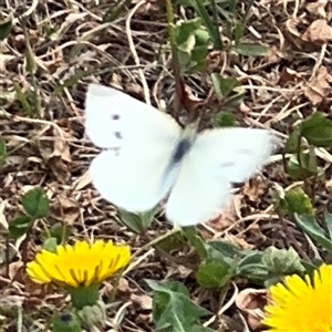 Pieris rapae at Casey, ACT - 5 Nov 2024 12:32 PM