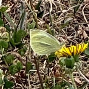 Pieris rapae at Casey, ACT - 5 Nov 2024 12:32 PM