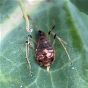 Uroleucon sp. (genus) at Casey, ACT - 5 Nov 2024