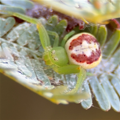 Thomisidae (family) (Unidentified Crab spider or Flower spider) at Casey, ACT - 5 Nov 2024 by Hejor1