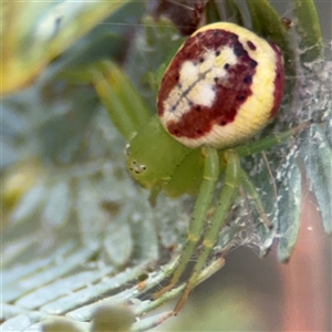 Thomisidae (family) at Casey, ACT - 5 Nov 2024 12:46 PM