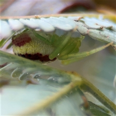 Thomisidae (family) at Casey, ACT - 5 Nov 2024 12:46 PM