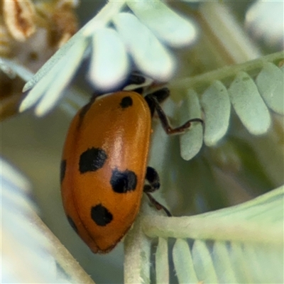 Hippodamia variegata (Spotted Amber Ladybird) at Casey, ACT - 5 Nov 2024 by Hejor1