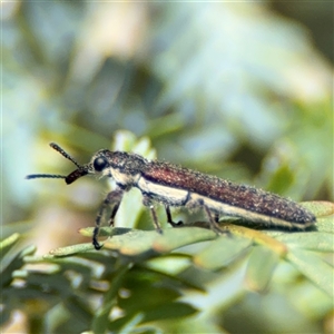 Rhinotia sp. (genus) at Casey, ACT - 5 Nov 2024 12:52 PM