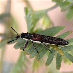 Rhinotia sp. (genus) at Casey, ACT - 5 Nov 2024 12:52 PM