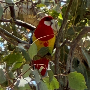 Platycercus eximius at Casey, ACT - 5 Nov 2024 12:56 PM