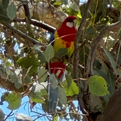 Platycercus eximius at Casey, ACT - 5 Nov 2024 12:56 PM