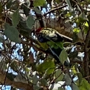 Platycercus eximius at Casey, ACT - 5 Nov 2024 12:56 PM