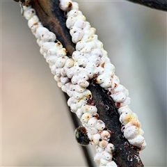 Eriococcus confusus (Gumtree scale) at Casey, ACT - 5 Nov 2024 by Hejor1