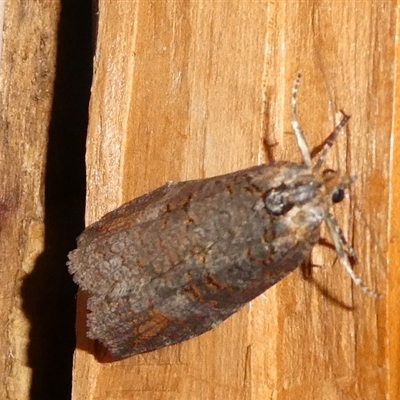 Cryptoptila australana (Elderberry Leaf Roller Moth) at Charleys Forest, NSW - 4 Nov 2024 by arjay