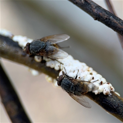 Calliphora stygia (Brown blowfly or Brown bomber) at Casey, ACT - 5 Nov 2024 by Hejor1