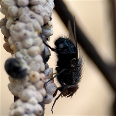 Calliphora sp. (genus) (Unidentified blowfly) at Casey, ACT - 5 Nov 2024 by Hejor1