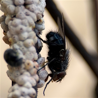 Calliphora sp. (genus) (Unidentified blowfly) at Casey, ACT - 5 Nov 2024 by Hejor1