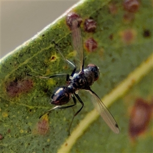 Parapalaeosepsis plebeia at Casey, ACT - 5 Nov 2024 01:04 PM