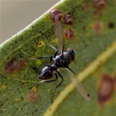 Parapalaeosepsis plebeia (Ant fly) at Casey, ACT - 5 Nov 2024 by Hejor1