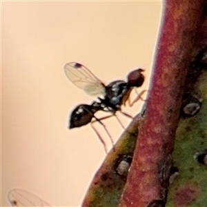 Parapalaeosepsis plebeia at Casey, ACT - 5 Nov 2024 01:04 PM