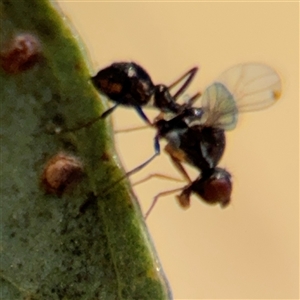 Parapalaeosepsis plebeia at Casey, ACT - 5 Nov 2024 01:04 PM