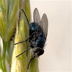 Calliphoridae (family) (Unidentified blowfly) at Casey, ACT - 5 Nov 2024 by Hejor1