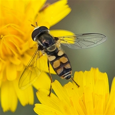 Simosyrphus grandicornis (Common hover fly) at Casey, ACT - 5 Nov 2024 by Hejor1