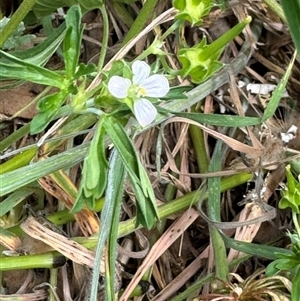 Geranium sp. Narrow lobes (G.S.Lorimer 1771) Vic. Herbarium at Casey, ACT - 5 Nov 2024 01:12 PM