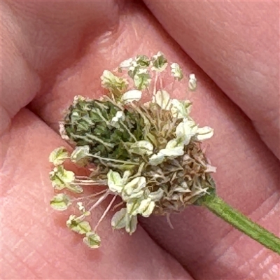 Plantago lanceolata (Ribwort Plantain, Lamb's Tongues) at Casey, ACT - 5 Nov 2024 by Hejor1