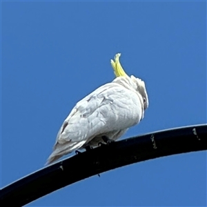 Cacatua galerita at Casey, ACT - 5 Nov 2024 01:14 PM