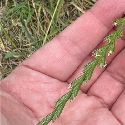 Lolium perenne (Perennial Ryegrass) at Casey, ACT - 5 Nov 2024 by Hejor1