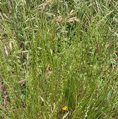 Lolium perenne at Casey, ACT - 5 Nov 2024 01:14 PM