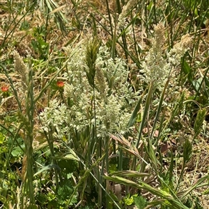 Holcus lanatus at Casey, ACT - 5 Nov 2024 01:15 PM